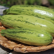 Zucchini und Pattison